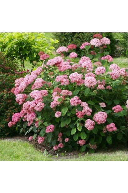 Hydrangea arborescens Candybelle® Bubblegum 